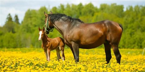 What is A Broodmare? 3 Uses after Retirement - Equine Desire