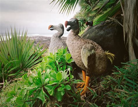 The Dodo and Mauritius Island, Imaginary Encounters - harrikallio.com