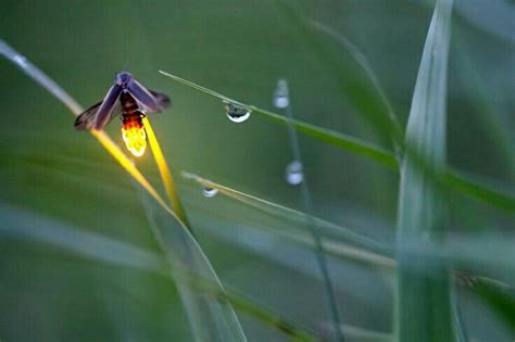 Leuchtkäfer | Bellos insectos, Luciernagas, Luciérnaga