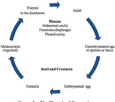 Paragonimus Westermani Life Cycle