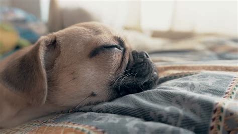 Sleeping pug 2 - Pugs Fan Club