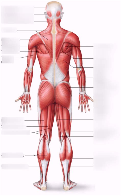 Major Skeletal Muscles - Posterior View Diagram | Quizlet