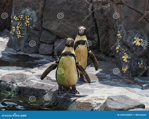 African Penguins in a Zoo in Kansas City, Missouri Stock Image - Image of natural, penguins ...