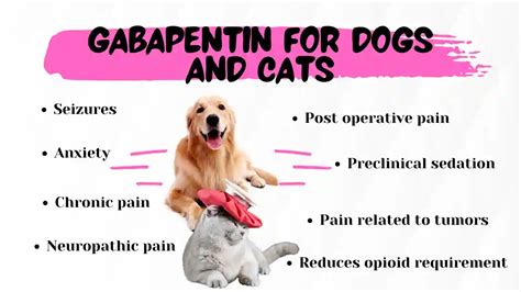 Gabapentin for Dogs and Cats – The Veterinary Medicine