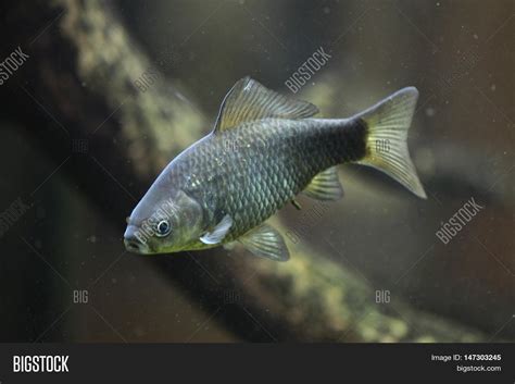 Prussian Carp ( Image & Photo (Free Trial) | Bigstock