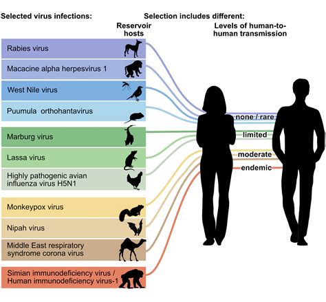 Frontiers | The pathogenesis of zoonotic viral infections: Lessons ...