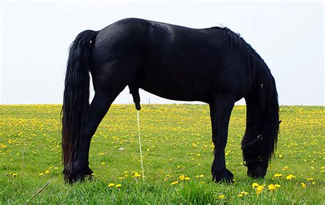 9 things your horse’s urine says about his health - Horse & Hound