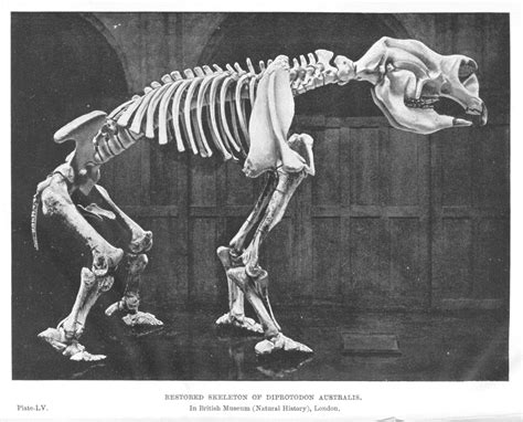 Diprotodon | Animal skeletons, Prehistoric animals, Prehistoric