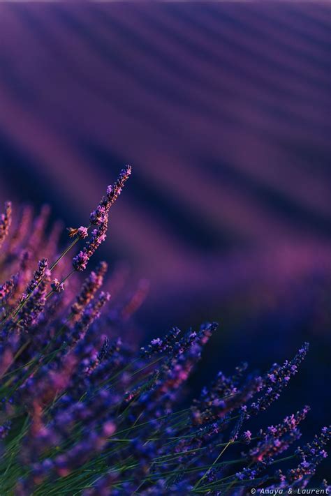 lavender fields | Lavender fields, Violet aesthetic, Lavender flowers