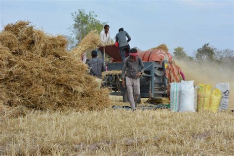 Threshing Wheat Stock Photos, Pictures & Royalty-Free Images - iStock