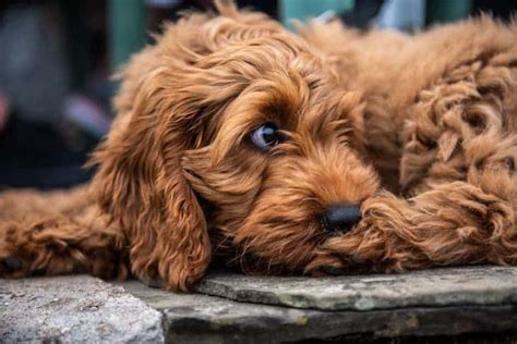 Cockapoo Temperament: Get to Know The Cocker Spaniel and Poodle Mix