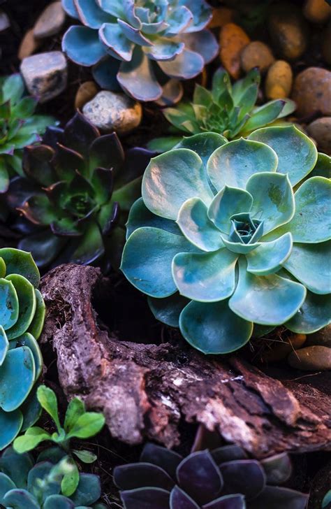 Pin by Luz Perez on Awesome wallpapers | Succulents, Plants, Awesome