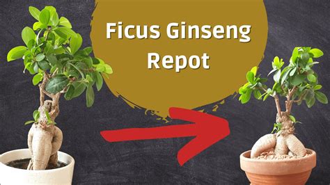 Ficus Microcarpa Ginseng Bonsai - Drastic Repotting! - YouTube