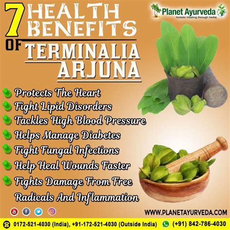 Arjuna (Terminalia Arjuna) - Properties, Benefits, Uses & Dosage ...