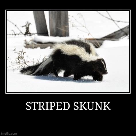 skunk Memes & GIFs - Imgflip