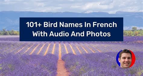 101+ Bird Names In French With Audio And Photos