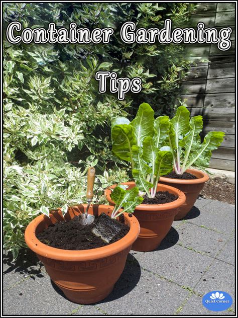 Top 5 Useful Container Gardening Tips