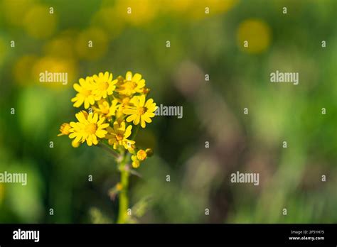 Yellow wildflowers blooming along the highway near Ennis, Texas Stock ...