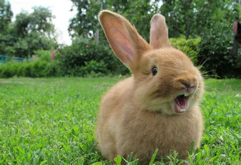 30 Best & Cutest Rabbit Breeds To Keep As Pets