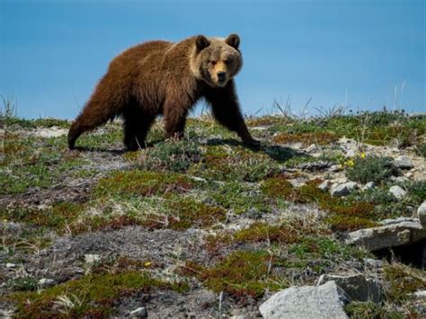 Sea of Okhotsk wildlife cruise, Russia. Helping Dreamers Do.