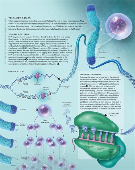 A Review of Current Understanding of Telomeres | NextBigFuture.com