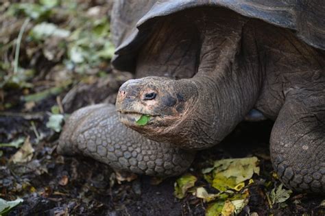 New giant tortoise species found in Galapagos after DNA study