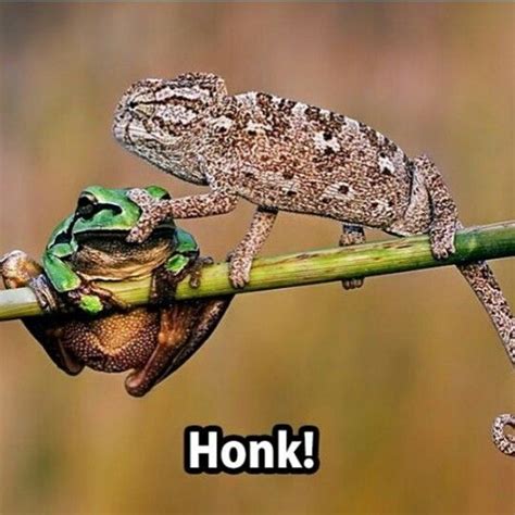 Reptile memes on ig acct | Funny animals, Silly animals, Animals