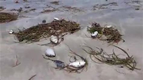 Dead Fish Washed Up On Kismayo Beach Raises Fears of Toxic Waste Dumping – Puntland Post