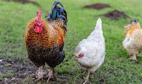 How to Tell a Rooster From a Hen (Male vs. Female Differences) | Raising backyard chickens ...