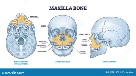 Maxilla Bone Detailed Structure and Facial Skeleton Anatomy Outline Diagram Stock Vector ...