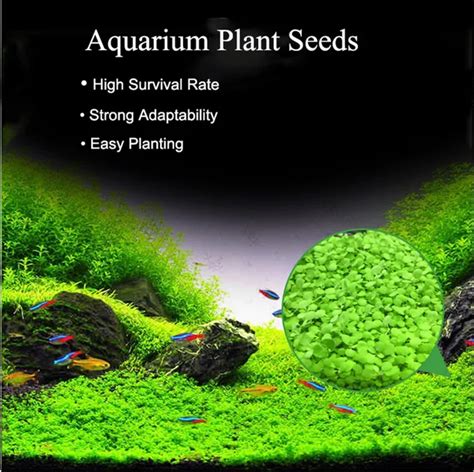 Aliexpress.com : Buy Water Grass Seed Aquarium Aquatic Plants Seeds ...