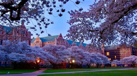 UW cherry blossoms draws large crowd | KOMO