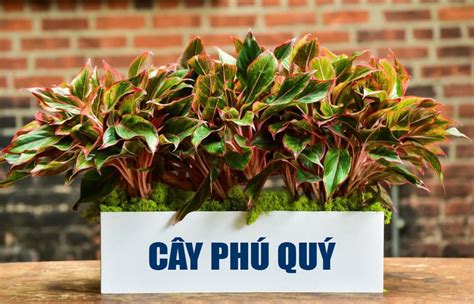 Cây Phú Quý trong phong thủy có ý nghĩa gì, có độc không, cách trồng và ...