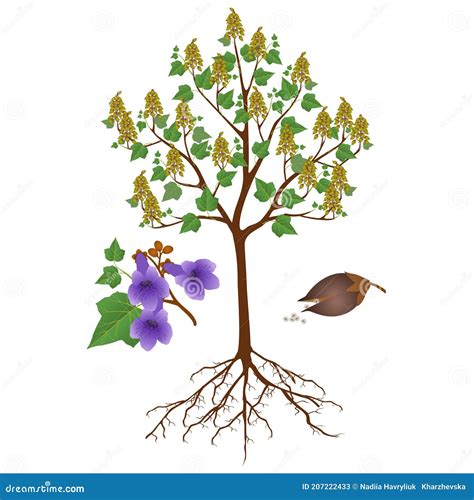 Paulownia Flowers With Leaves And Buds Isolated On White Background ...