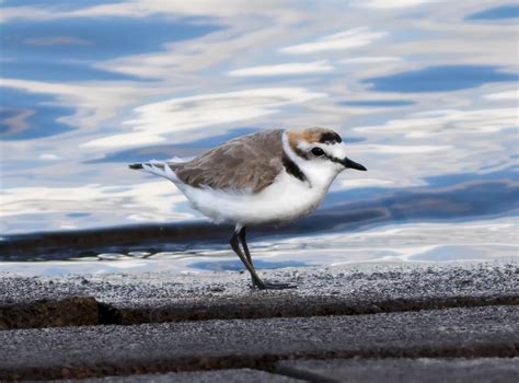 Pixie Birding: Kentish Plover - Audenshaw Reservoir, Manchester