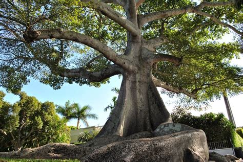 Kapok Tree - Siva Ashram