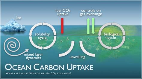 The Ocean and Carbon Sequestration: Leveraging the Ocean’s Carbon Capture Potential | The ...