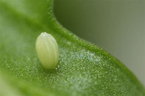 Monarch Eggs - Monarch Butterfly USA