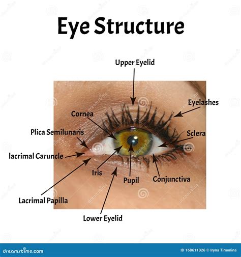 External Structures Of The Eye