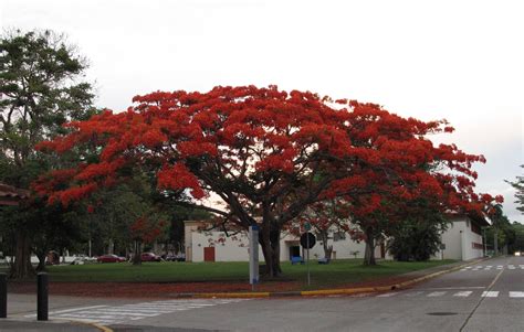 Beautiful acacia trees - native to tropical and subtropical regions. Also distinguished by their ...