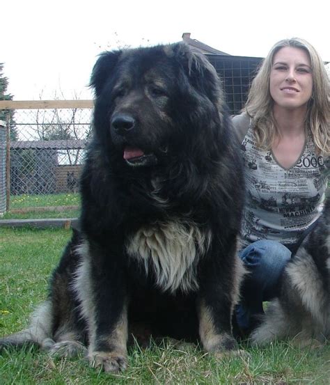 Caucasian Shepherd Dogs are one of the oldest breeds in the world and ...