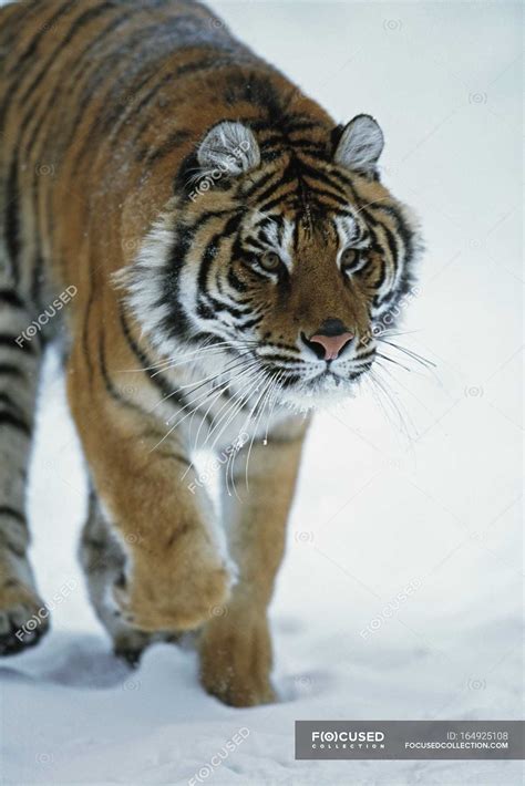 Siberian Tiger walking In Snow — background, outdoor - Stock Photo ...