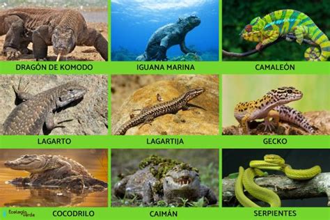 Animales vertebrados: clasificación, características y ejemplos ...