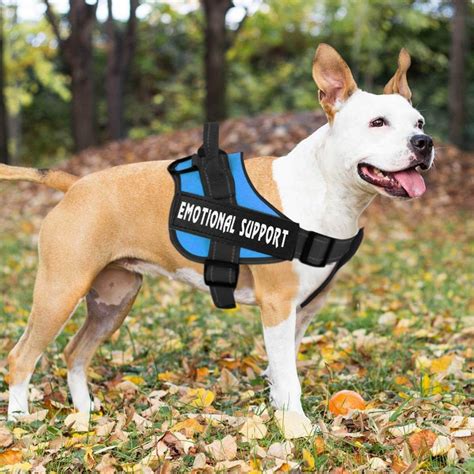 The Best Service Dog Vests in 2023 | PawGearLab