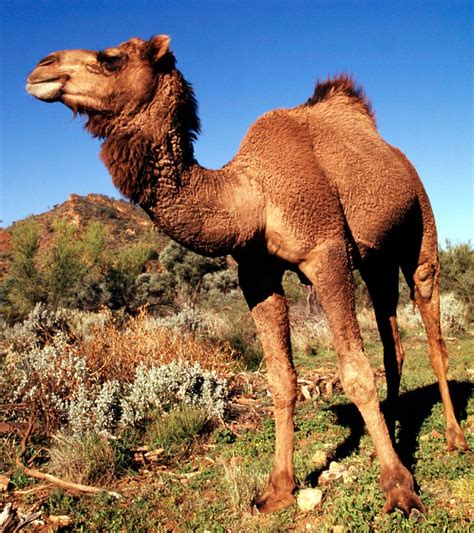 Caught on Camera | Bactrian camel, Animals wild, Camels