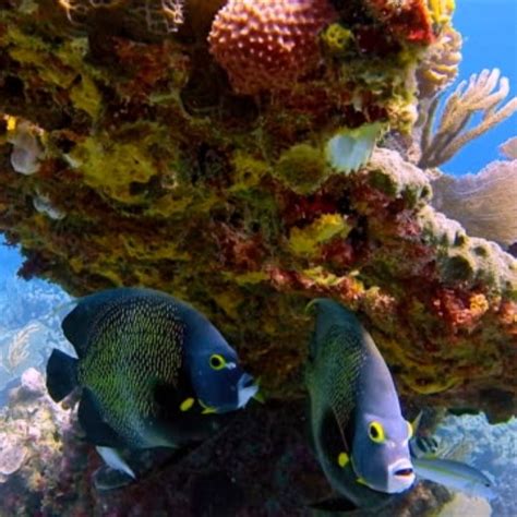 Belize Snorkeling Tour - Get to Know Belize Adventures