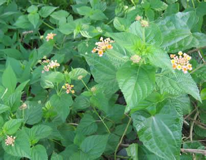 Lantana camara（VERBENACEAE）