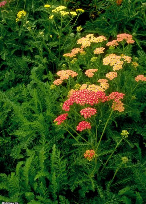 Yarrow Colors and Varieties | HGTV