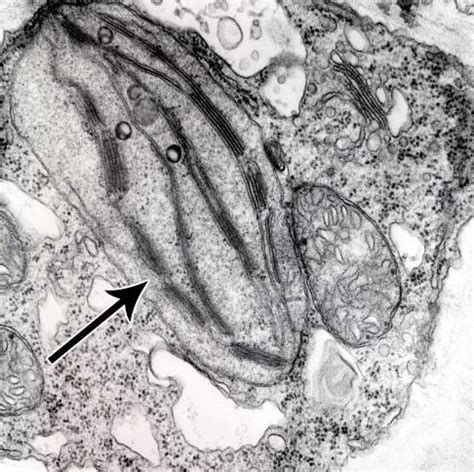 Cell Biology, Chloroplast