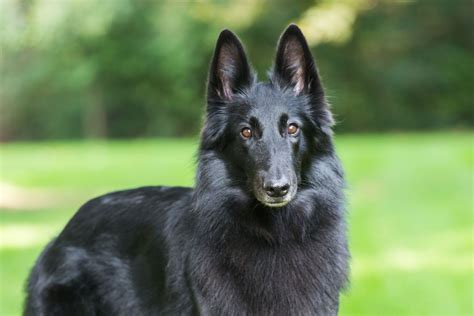 Belgian Shepherd : Belgian Sheepdog Dog Breed Information : The belgian ...